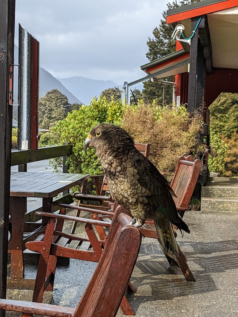 Kea - ML643309699