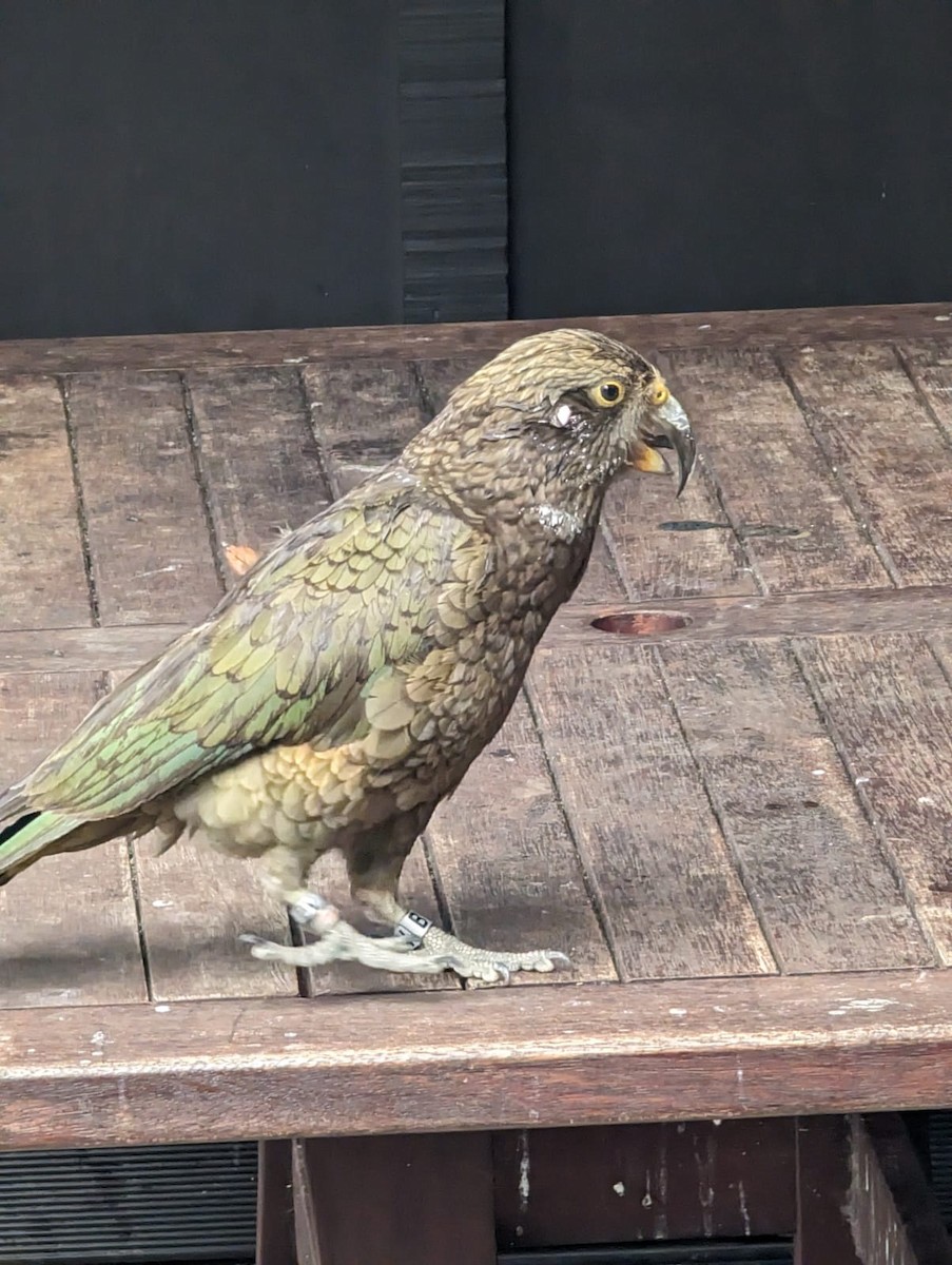 Kea - ML643309700
