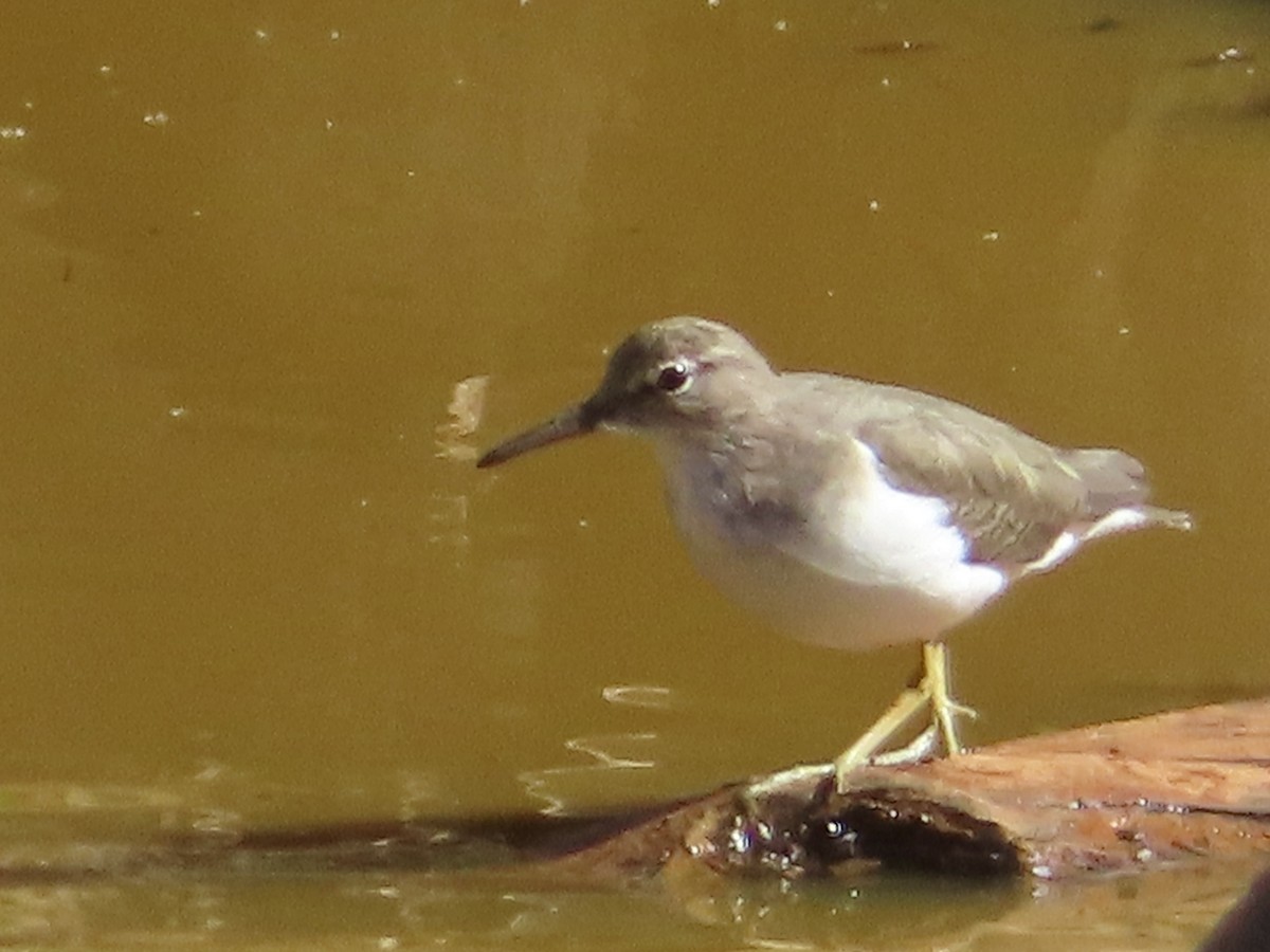 Spotted Sandpiper - ML643309703