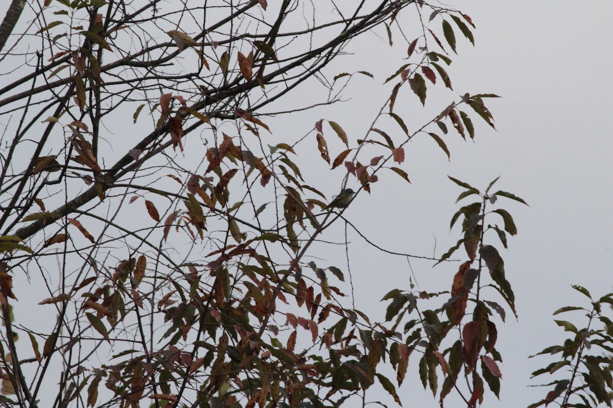 Blue-headed Vireo - ML643309713