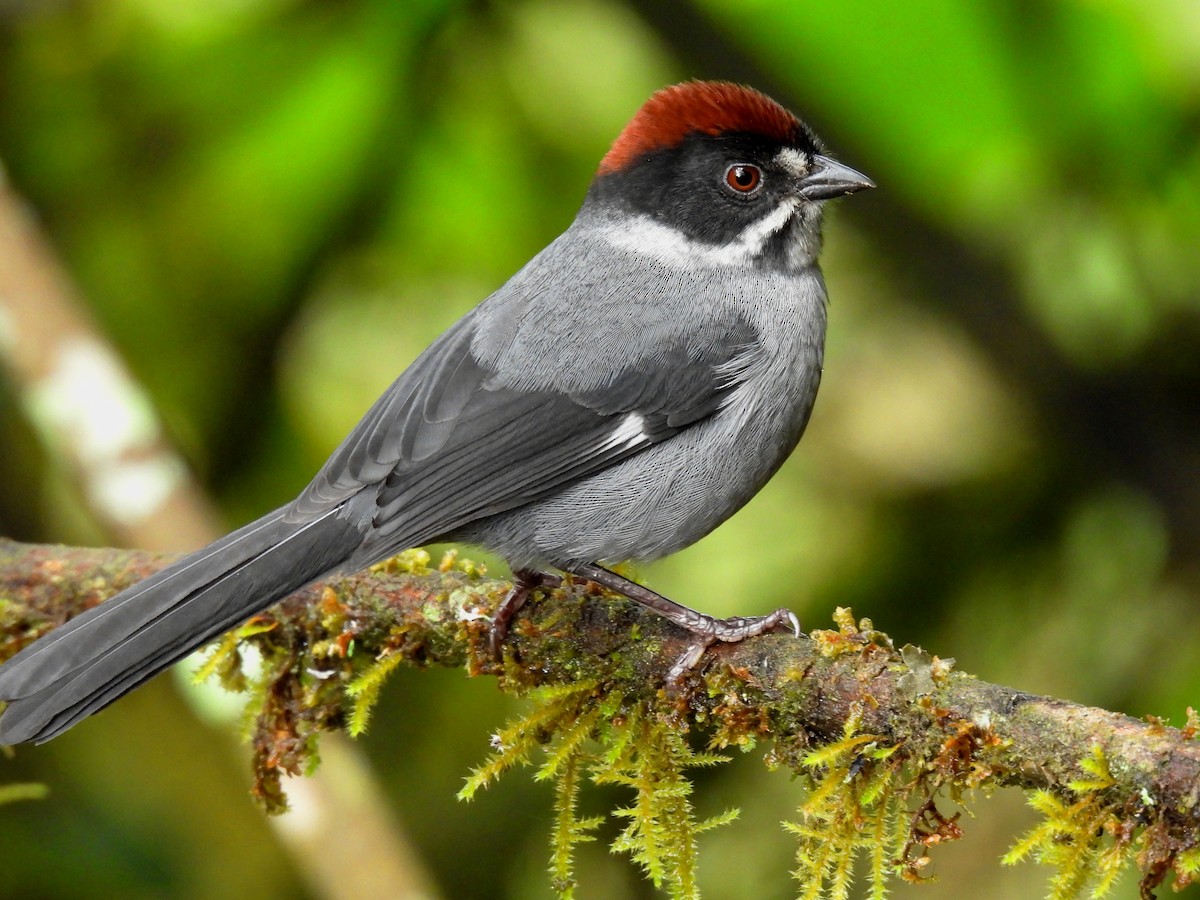 Northern Slaty Brushfinch - ML643309716