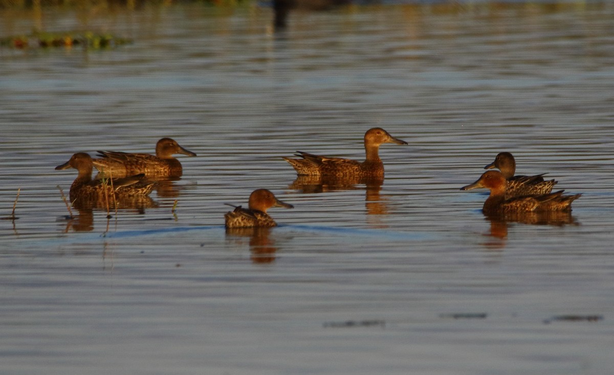 アカシマアジ - ML643309718