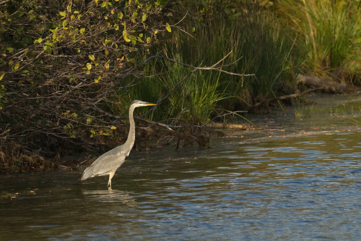 Great Blue Heron - ML643309720