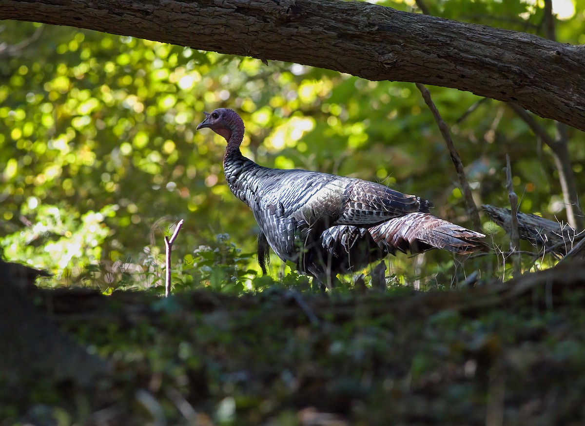 Wild Turkey - ML643309724
