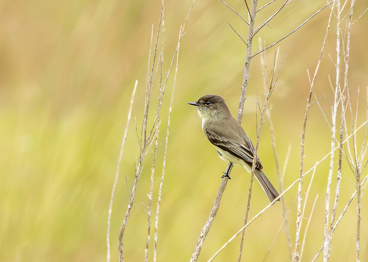Eastern Phoebe - ML643309725