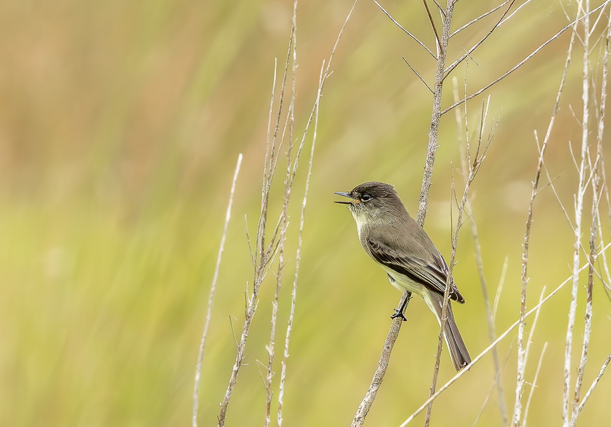 Eastern Phoebe - ML643309726