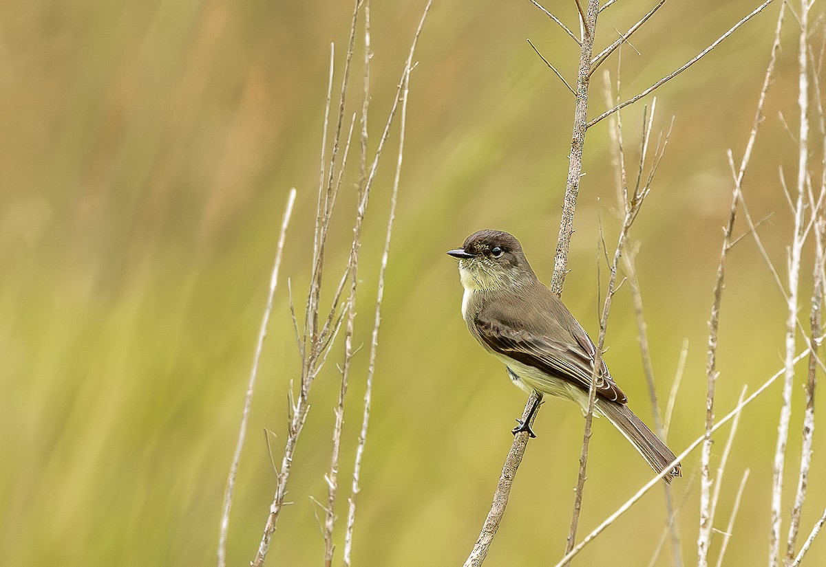 Eastern Phoebe - ML643309727