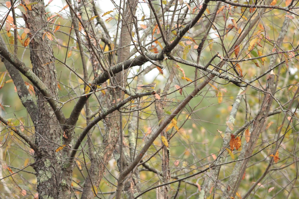 Yellow-rumped Warbler - ML643309734