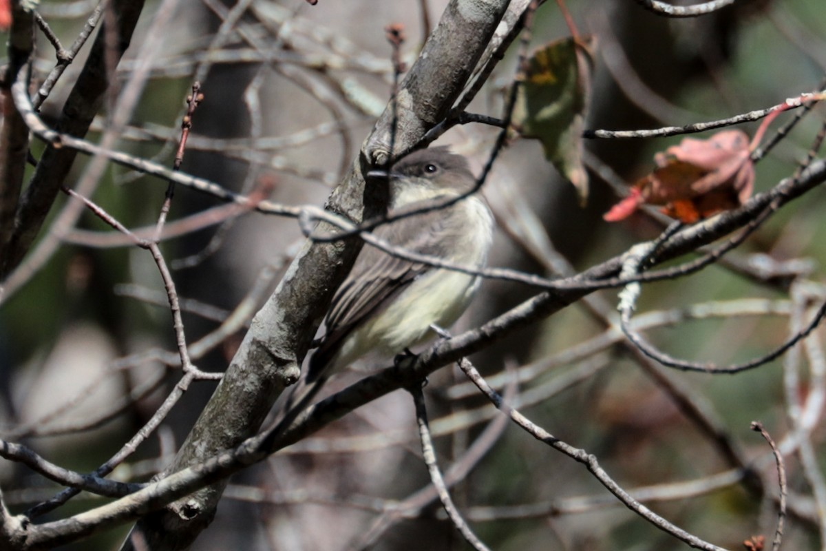 Eastern Phoebe - ML643309735