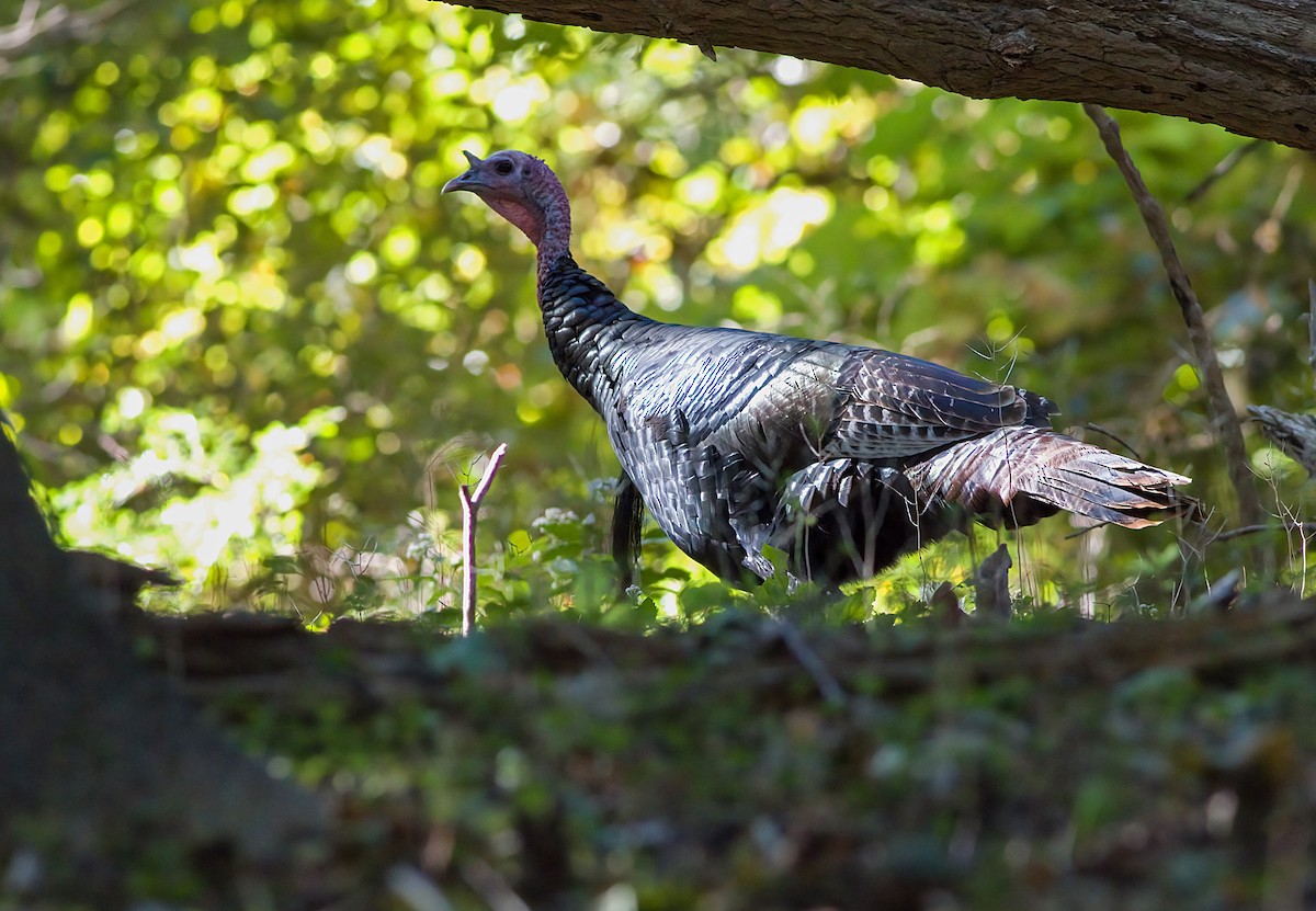 Wild Turkey - ML643309736
