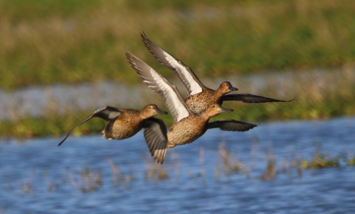 Cinnamon Teal - ML643309737