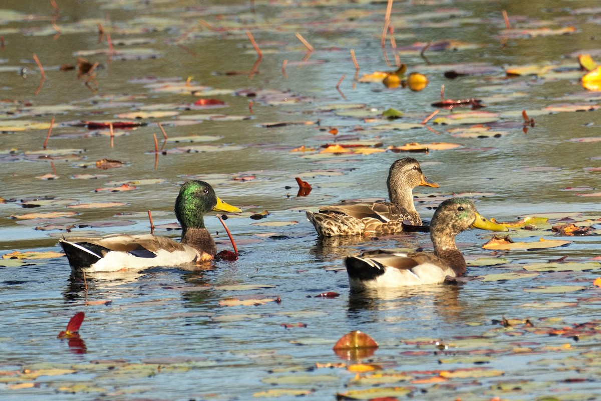 Mallard - ML643309738