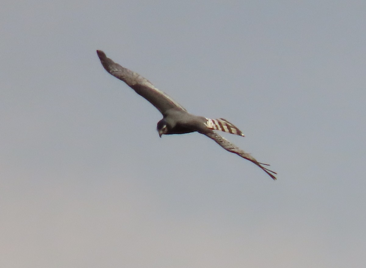 Long-winged Harrier - ML643309739