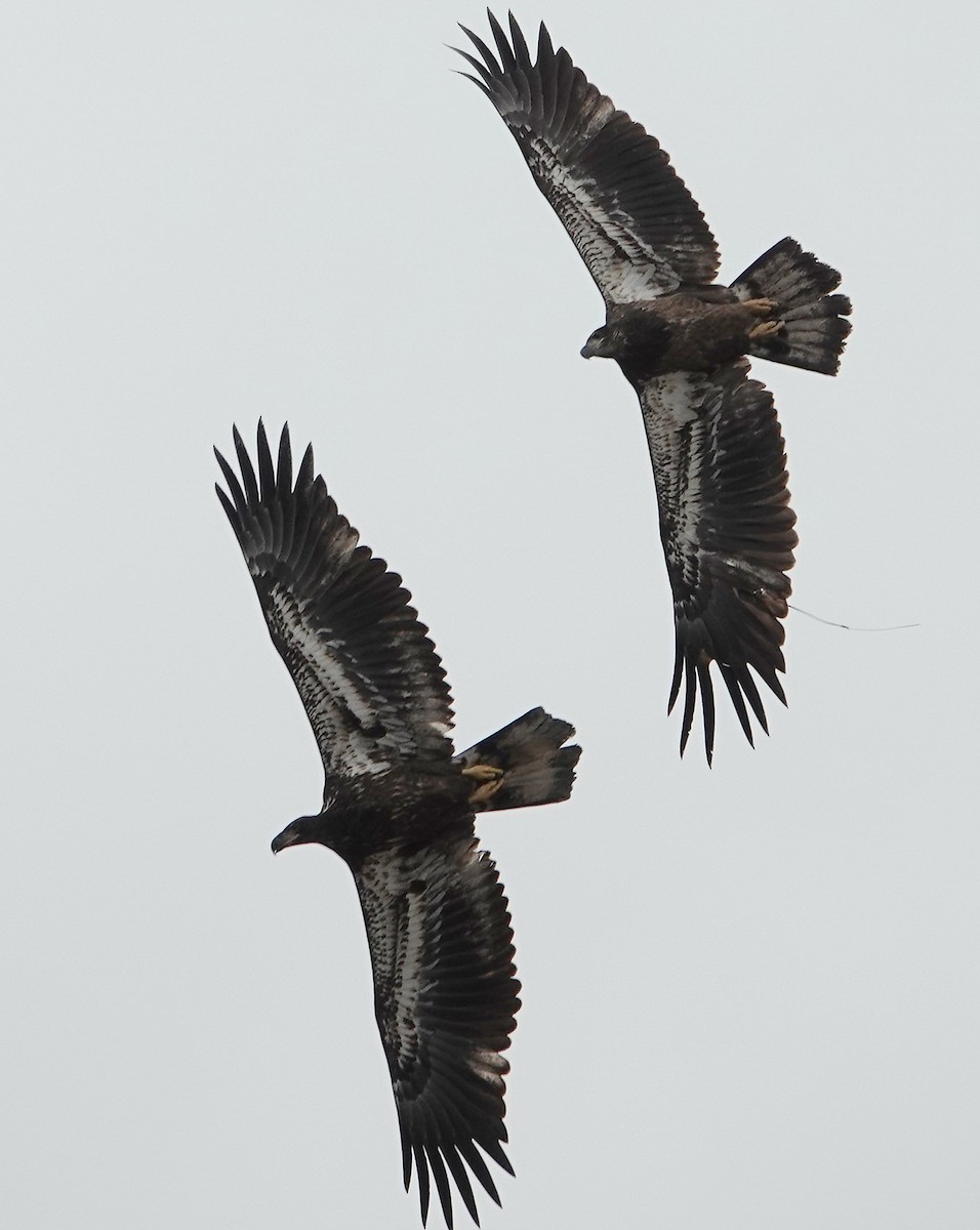 Bald Eagle - ML643309740