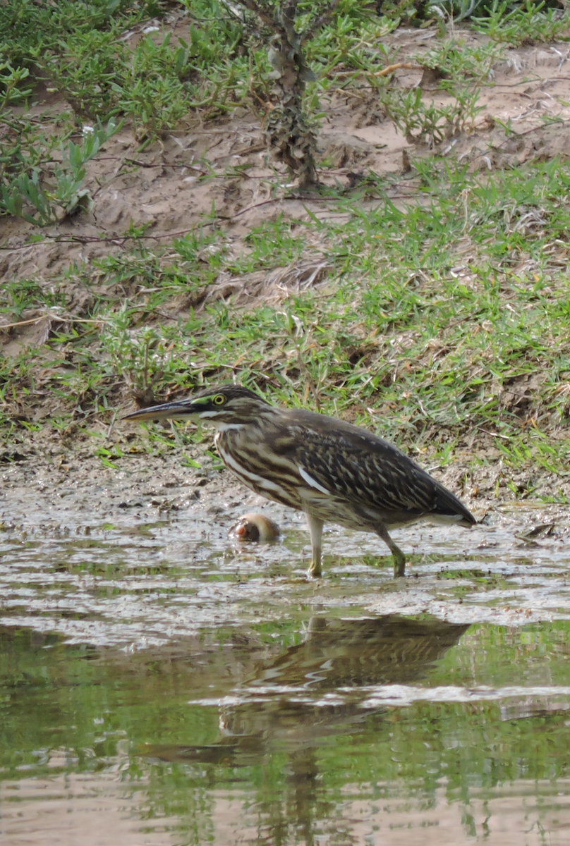 Striated Heron - ML643309743