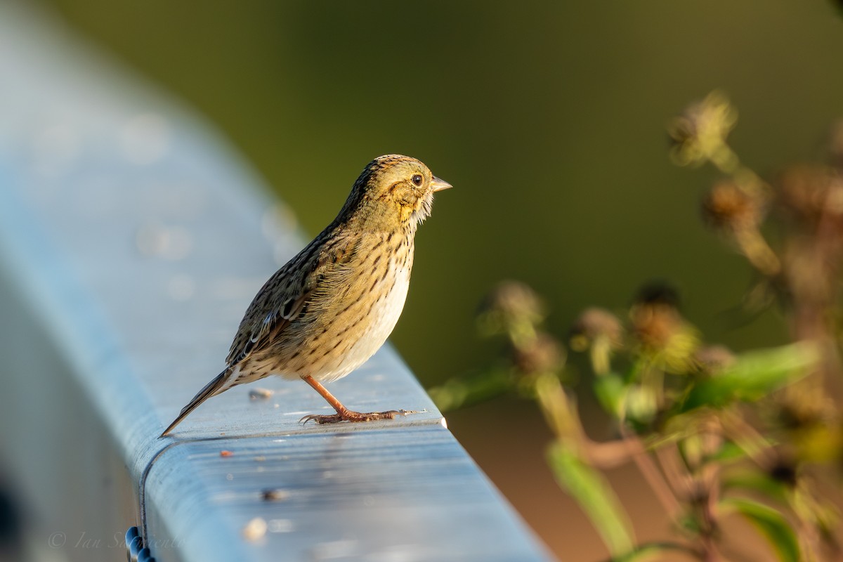 Lincoln's Sparrow - ML643309745