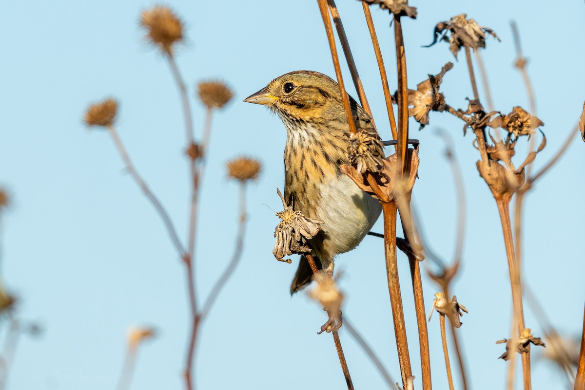 Lincoln's Sparrow - ML643309746