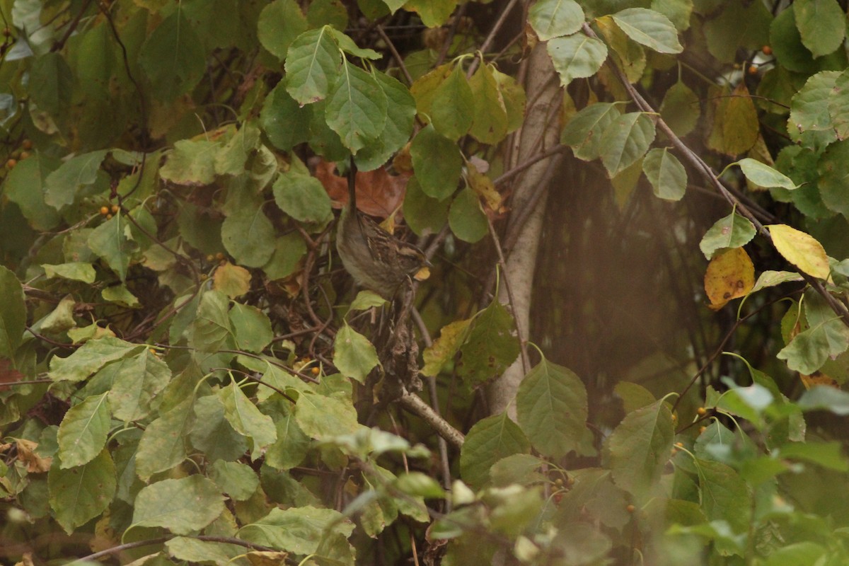 White-throated Sparrow - ML643309747