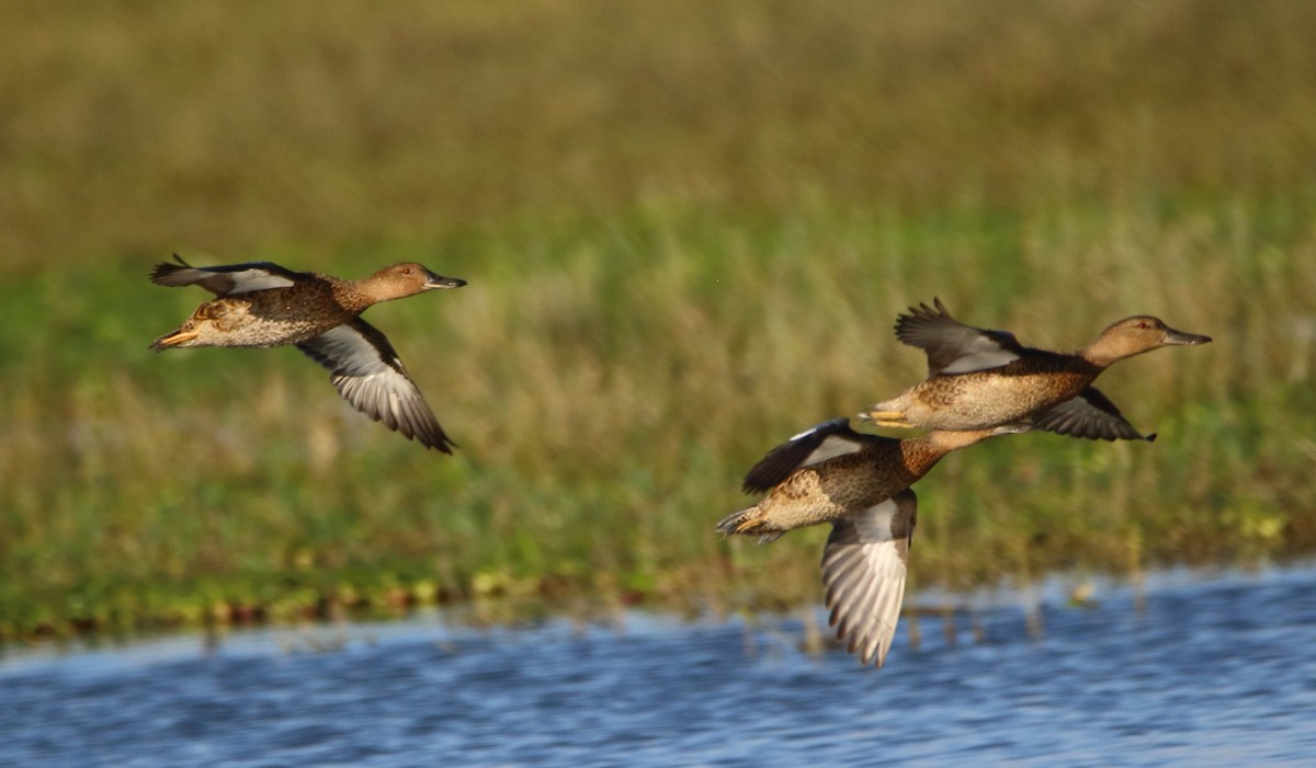 アカシマアジ - ML643309748