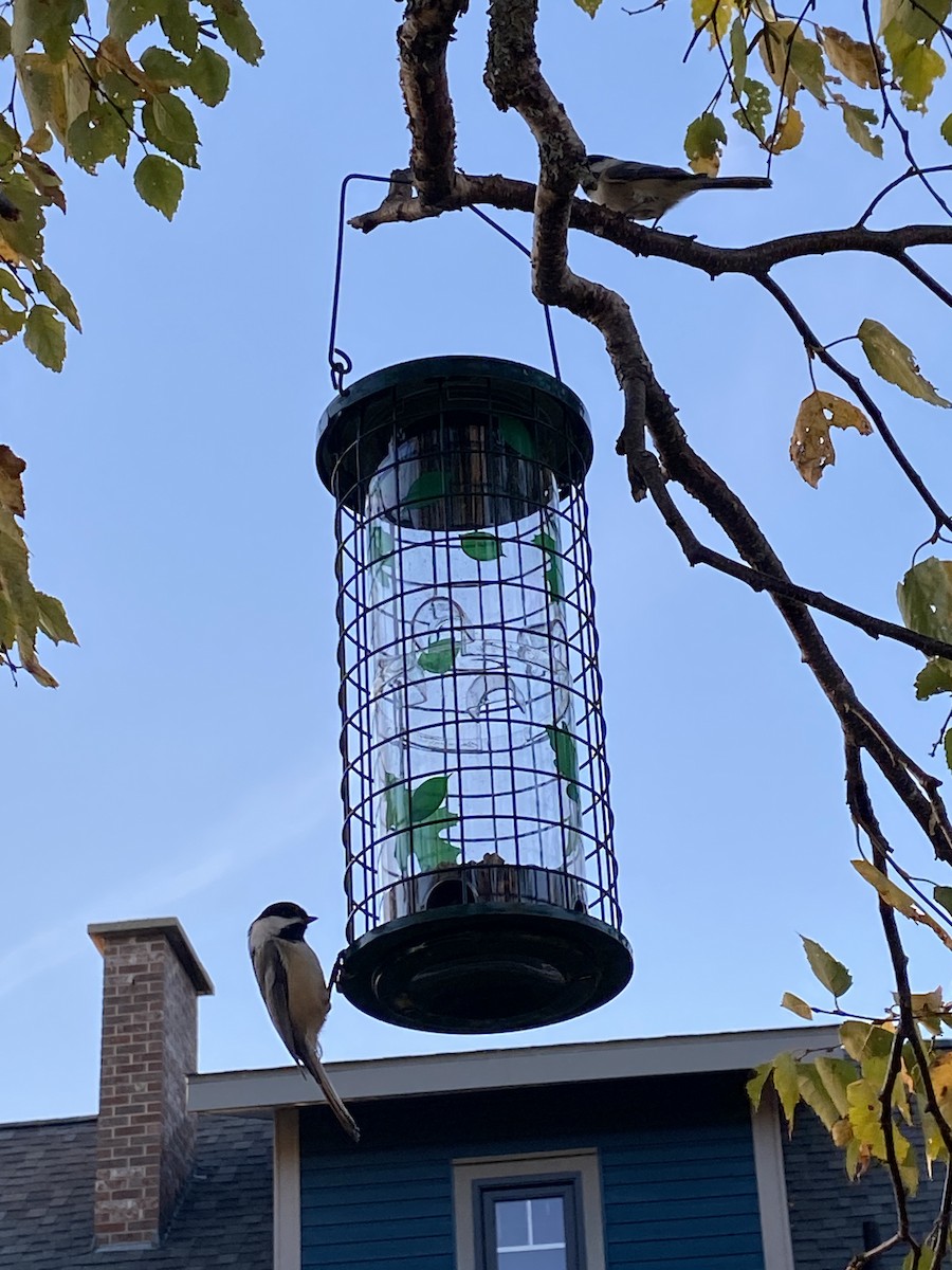 Black-capped Chickadee - ML643309749