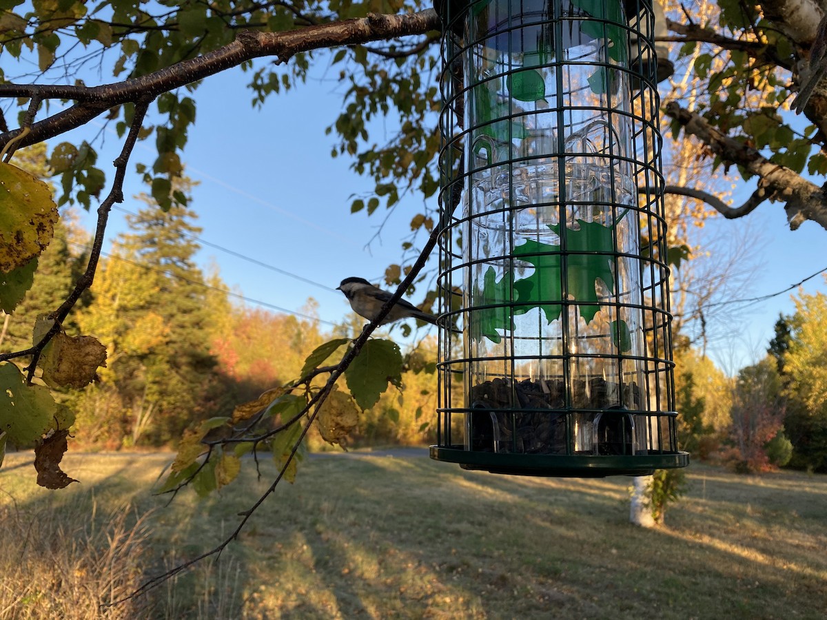 Black-capped Chickadee - ML643309750