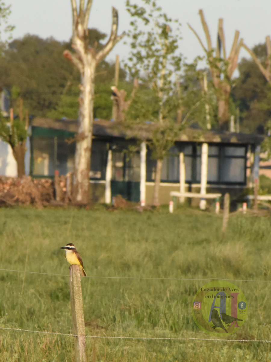 Great Kiskadee - ML643309752