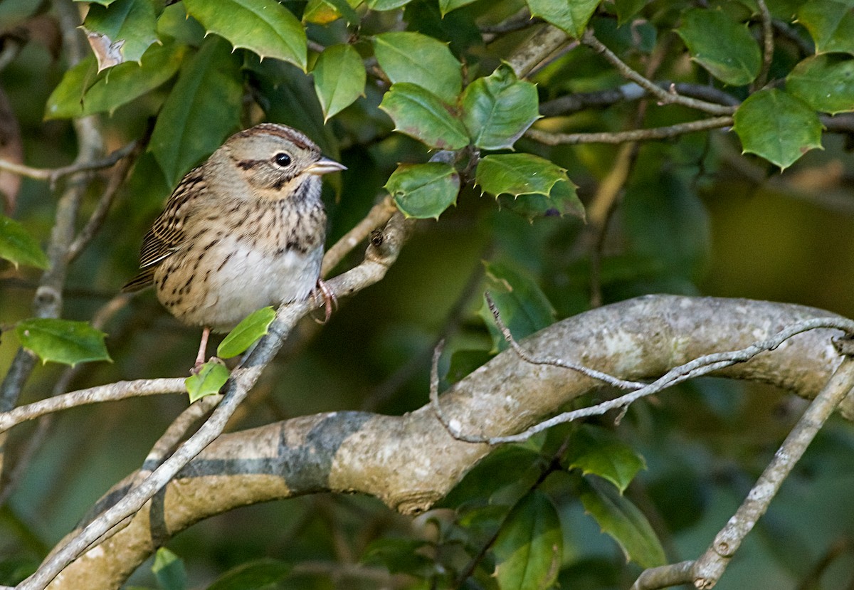 Lincoln's Sparrow - ML643309756