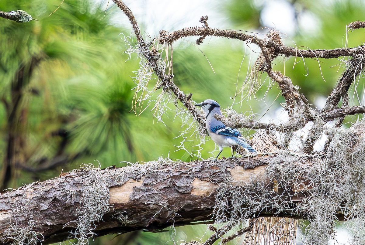 Blue Jay - ML643309757