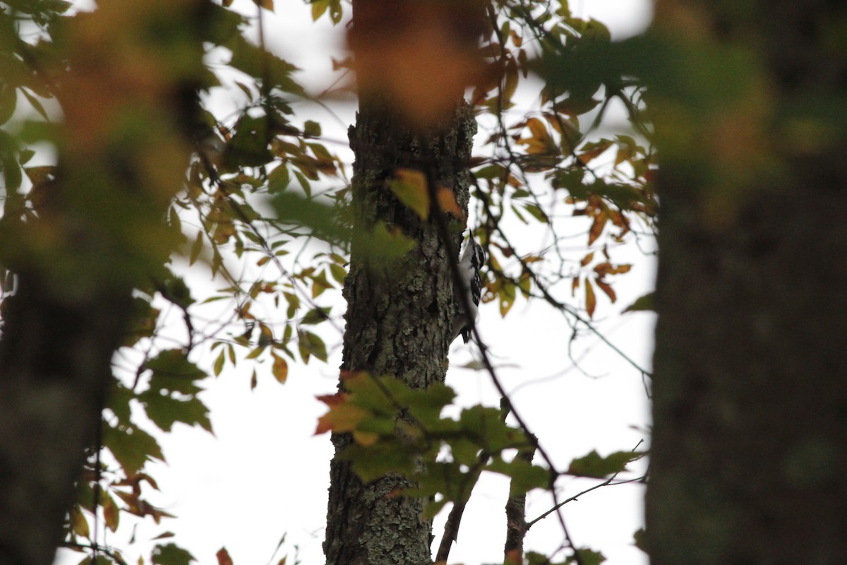 Hairy Woodpecker - ML643309759