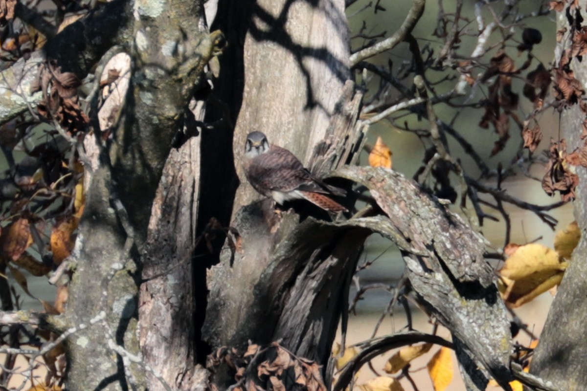 American Kestrel - ML643309763