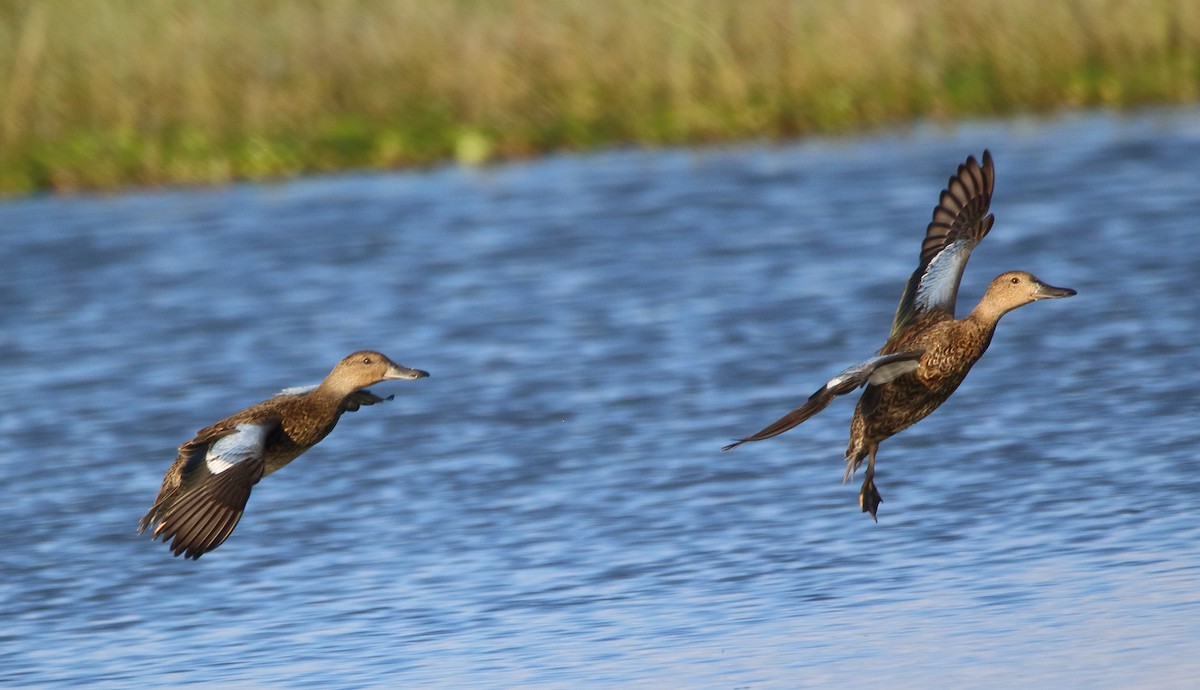 アカシマアジ - ML643309769