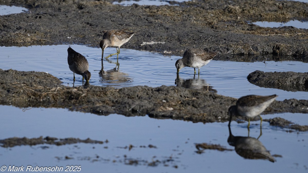 slukovec dlouhozobý - ML643309771