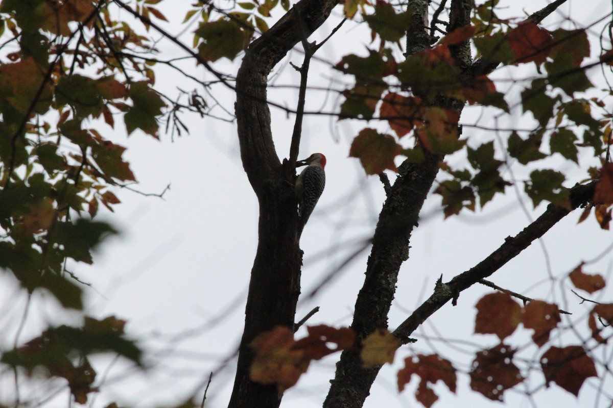 Red-bellied Woodpecker - ML643309786