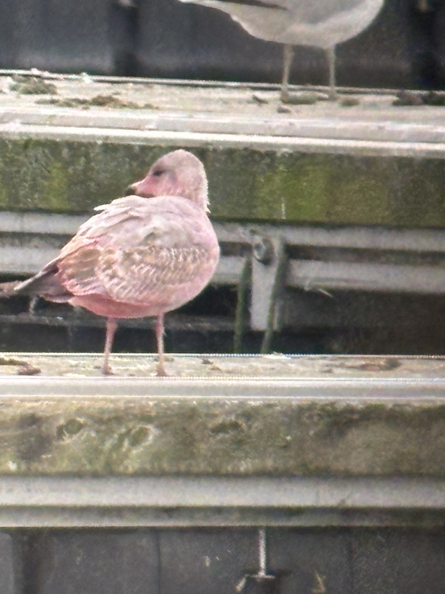 Delawareko kaioa - ML643309793