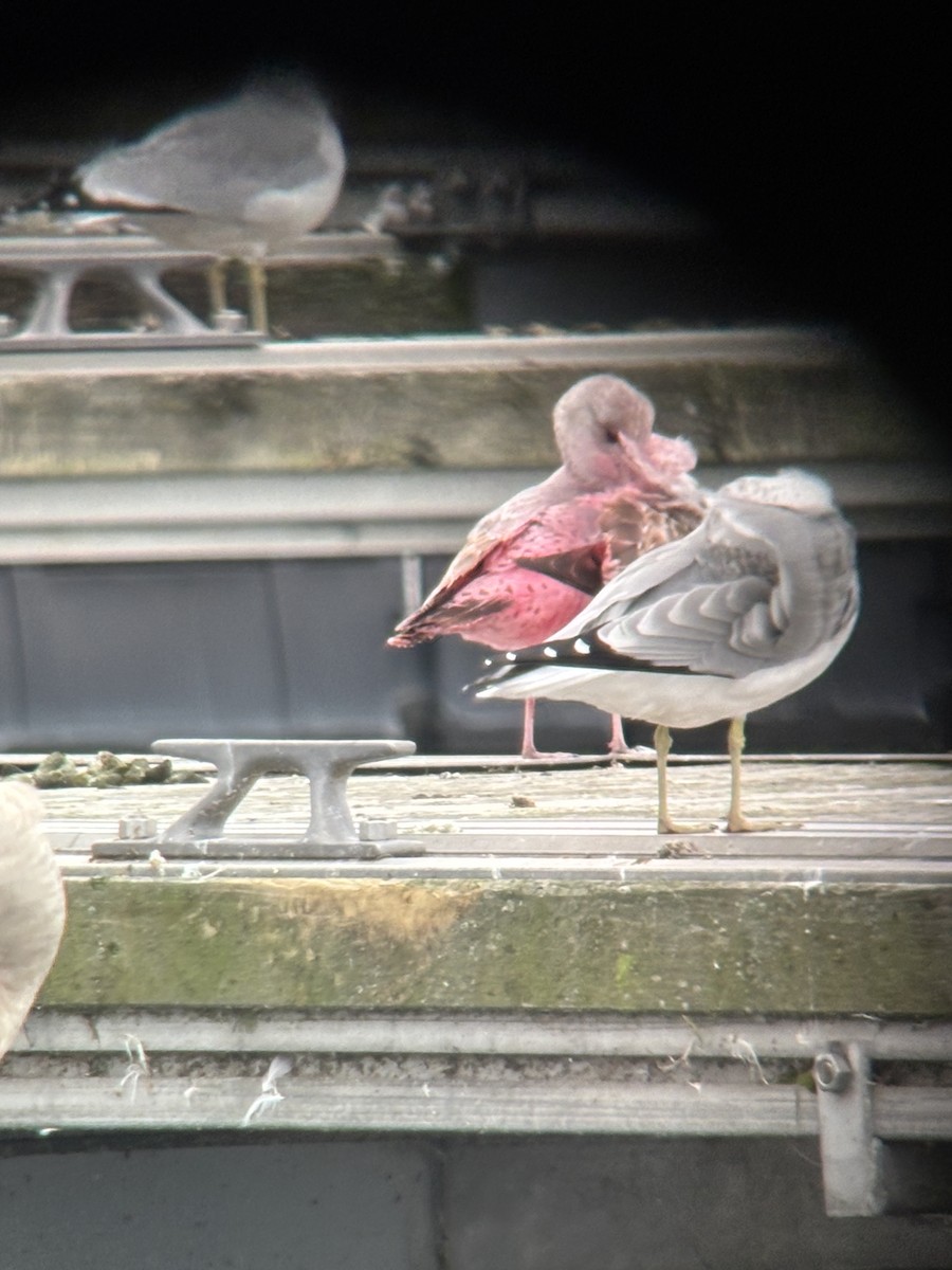 Delawareko kaioa - ML643309794