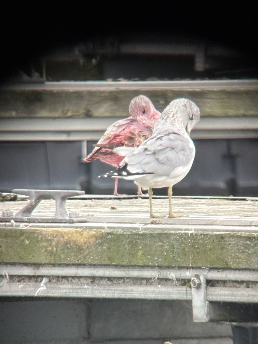 Delawareko kaioa - ML643309795