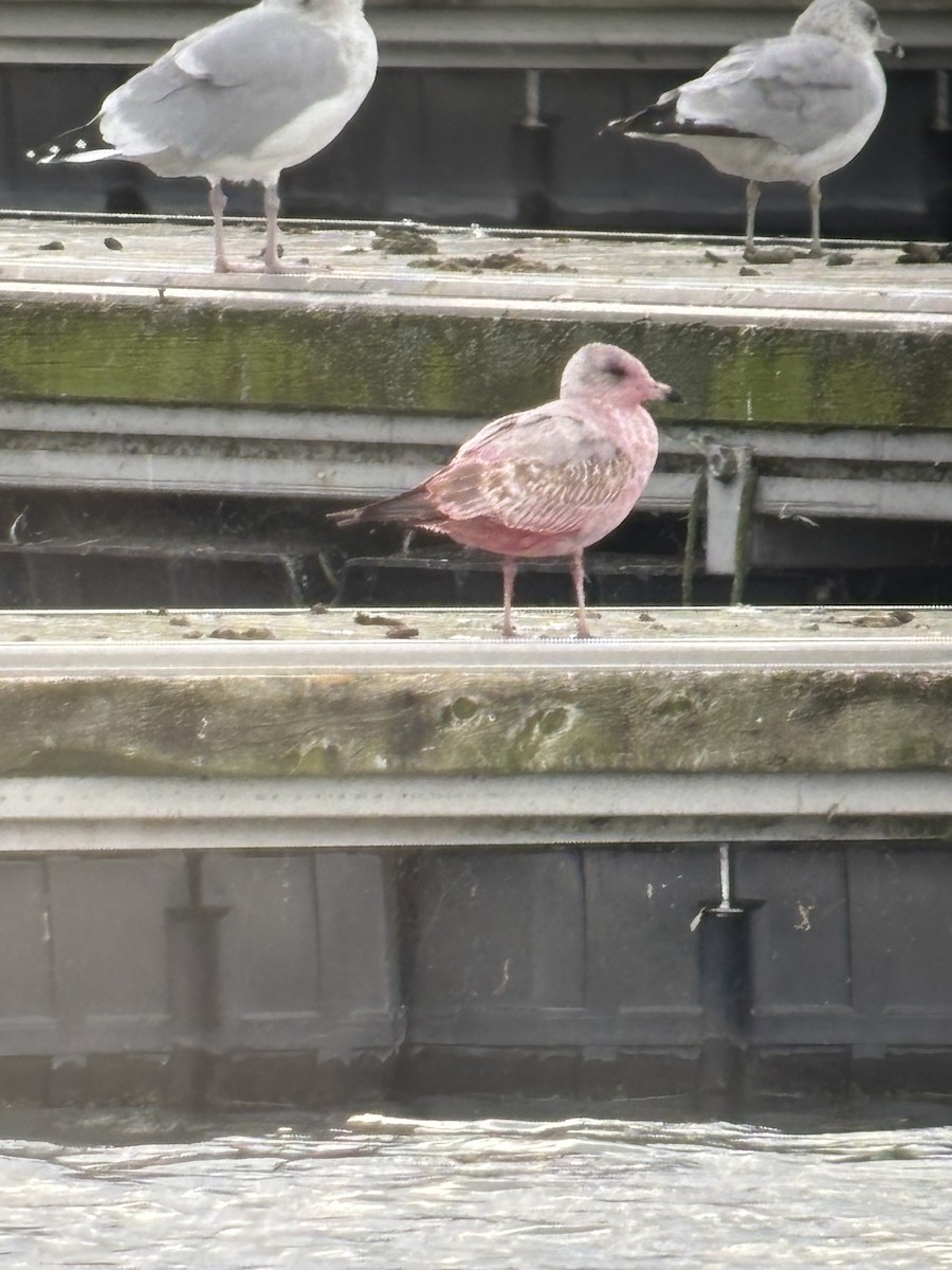 Delawareko kaioa - ML643309796