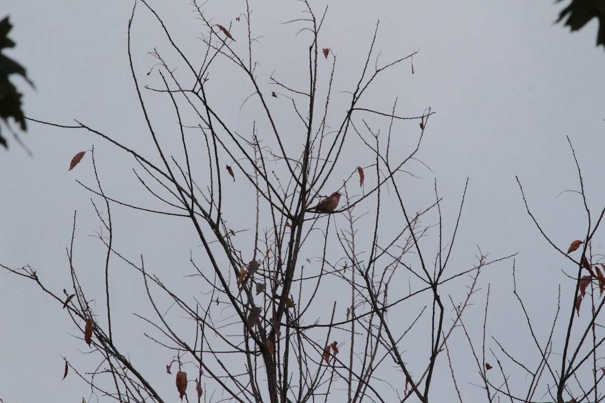 Purple Finch - ML643309809