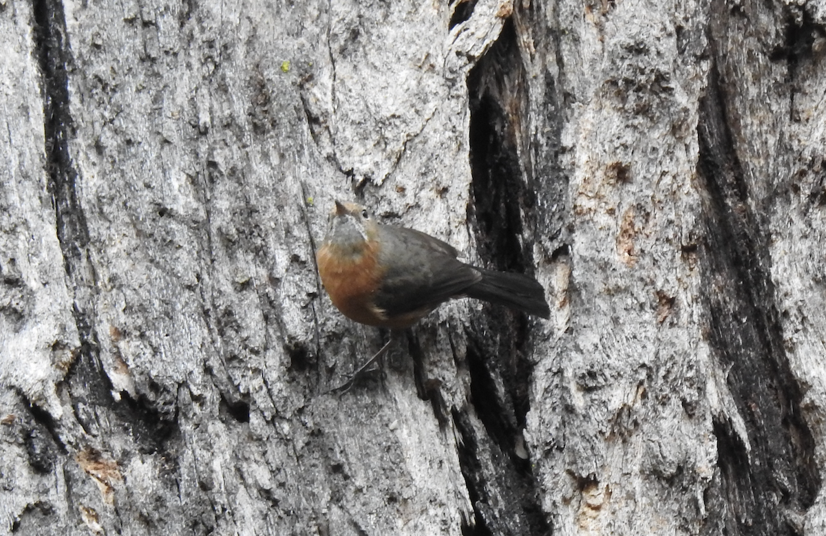 Rockwarbler - ML643309812