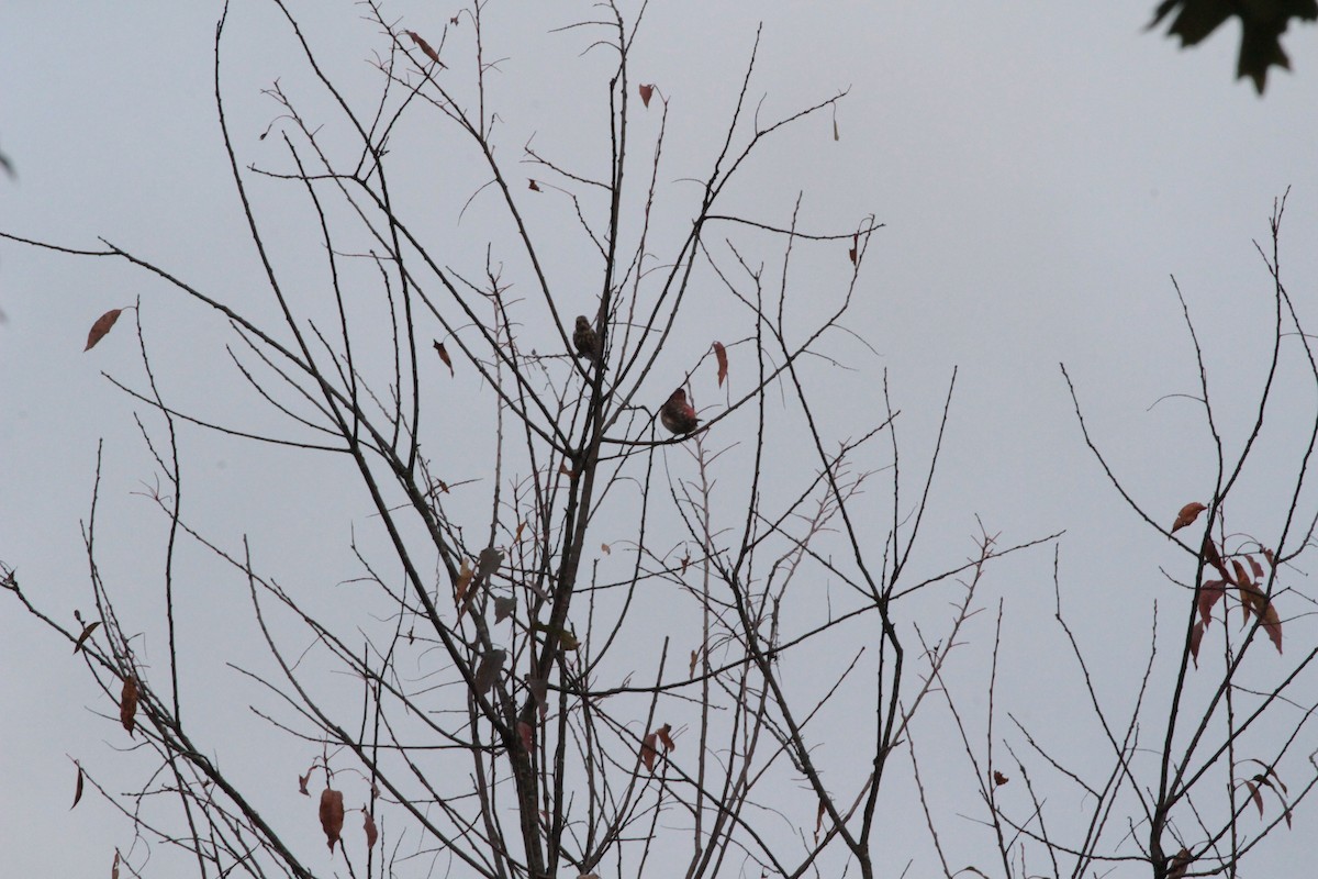 Purple Finch - ML643309827
