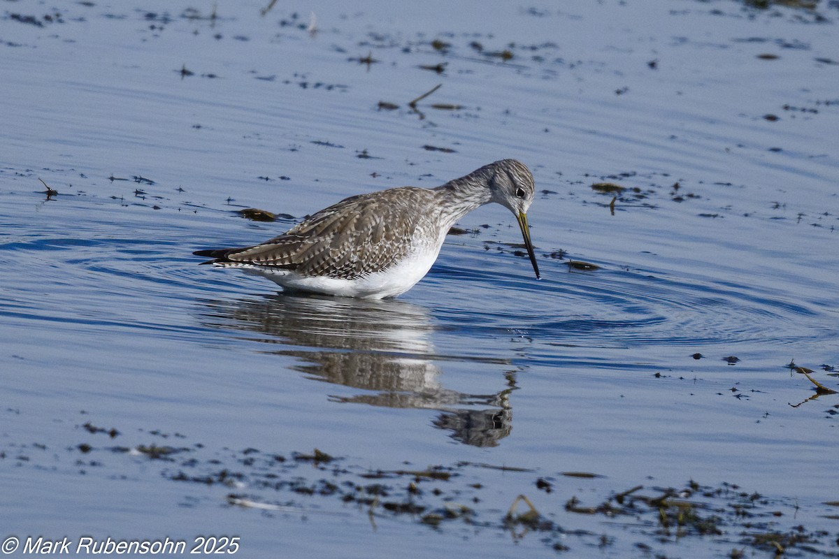 vodouš velký - ML643309836