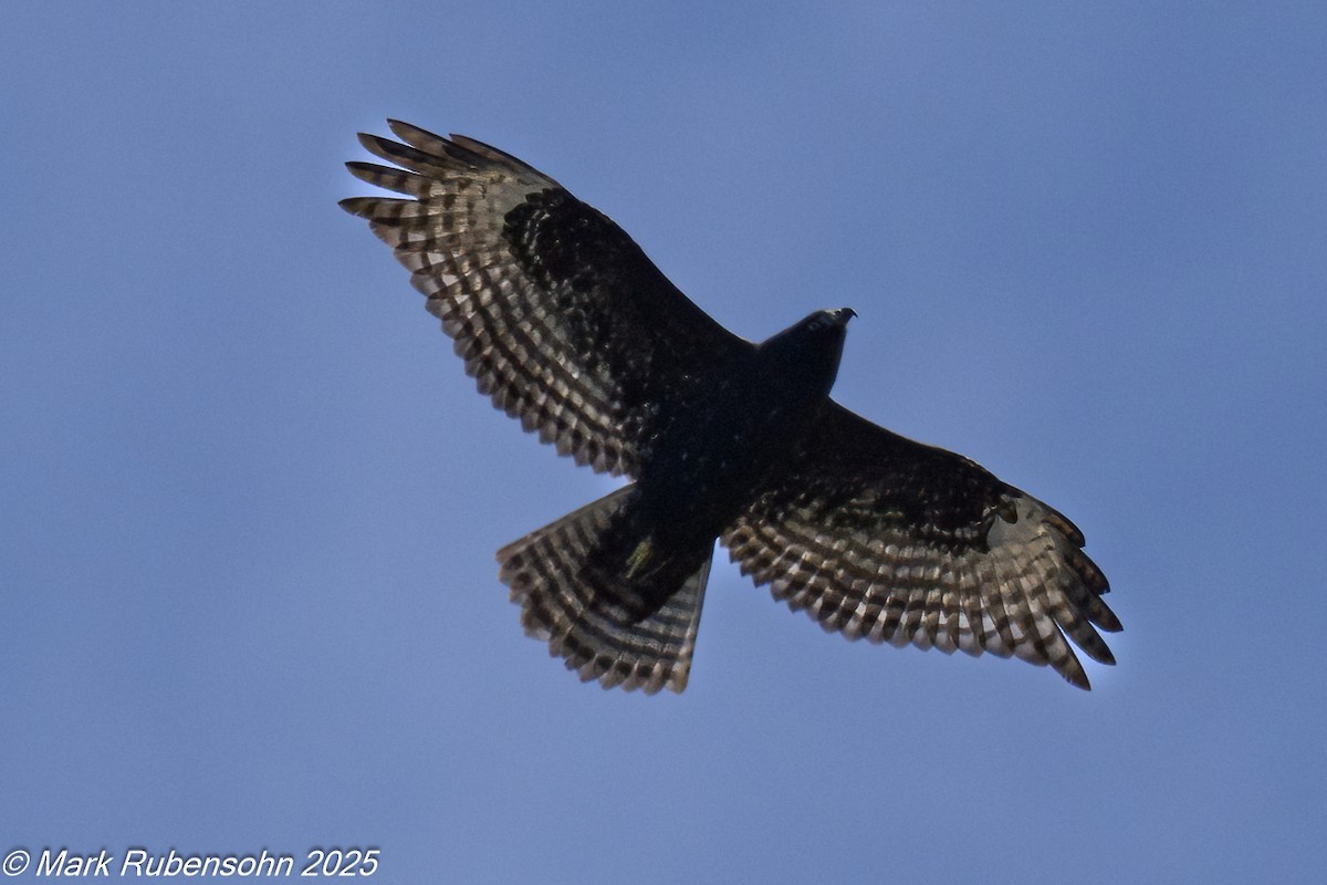 káně rudochvostá (ssp. harlani) - ML643309853