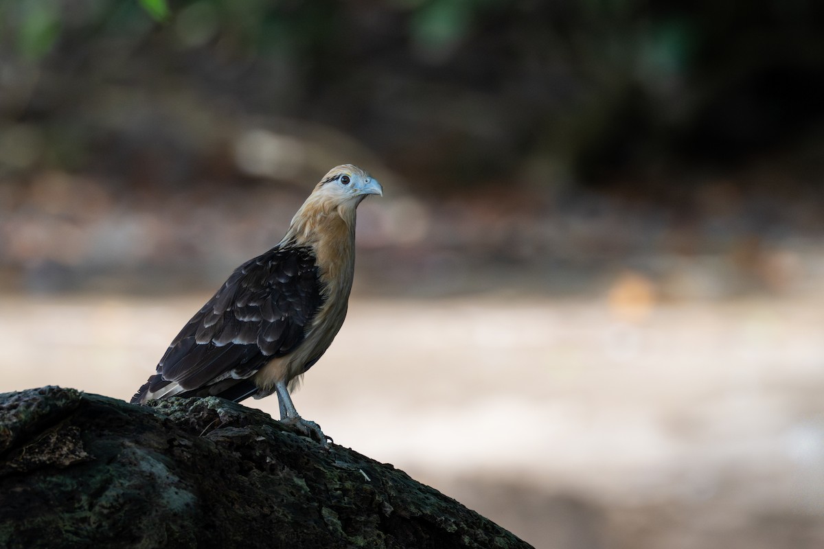 Yellow-headed Caracara - ML643309854