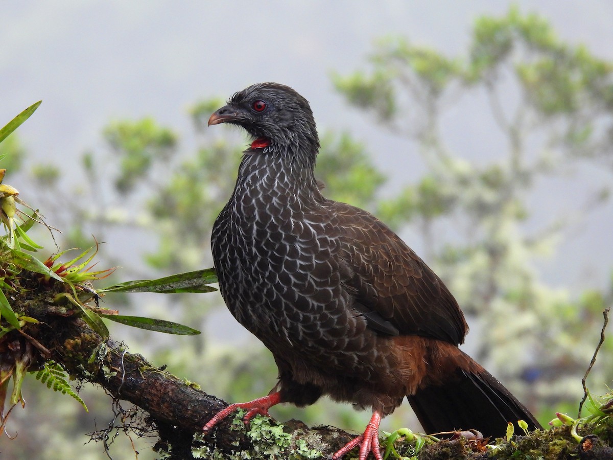 Andean Guan - ML643309869