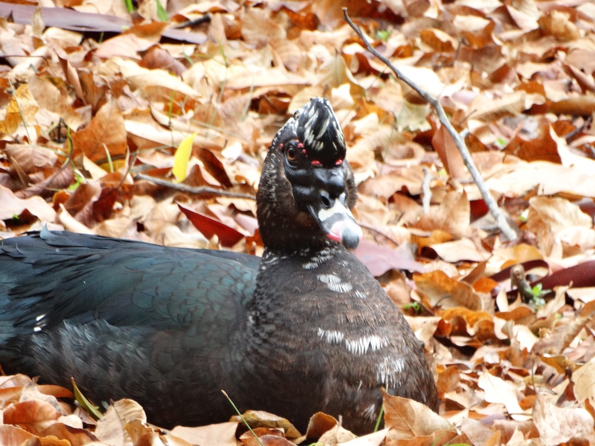 Muscovy Duck - ML643309873