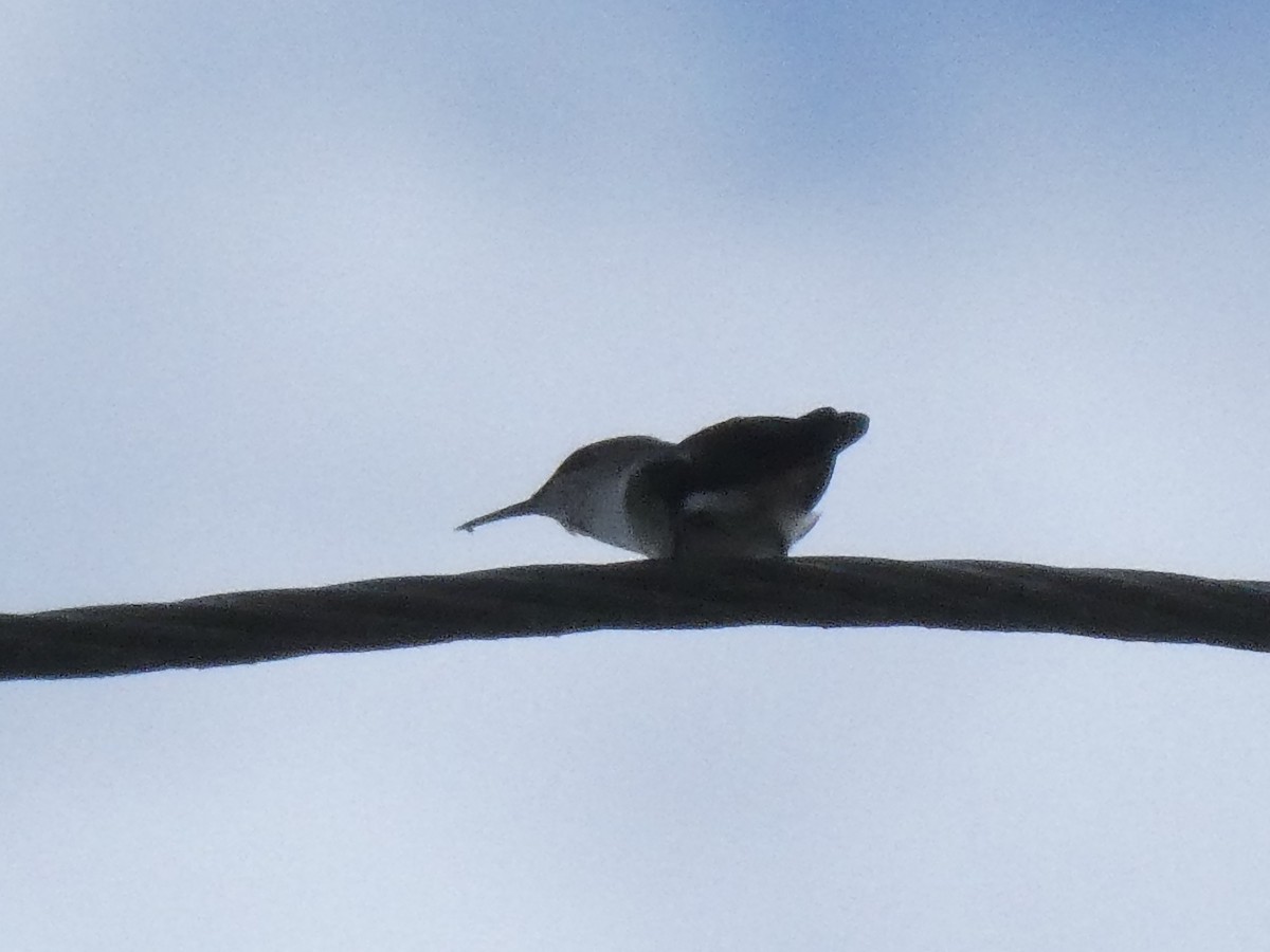Vervain Hummingbird - ML643309874