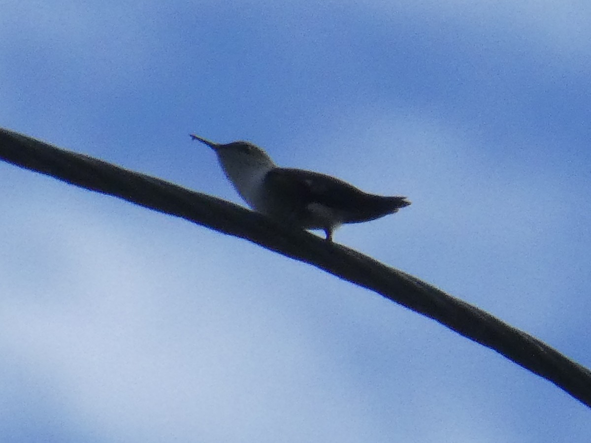 Vervain Hummingbird - ML643309875
