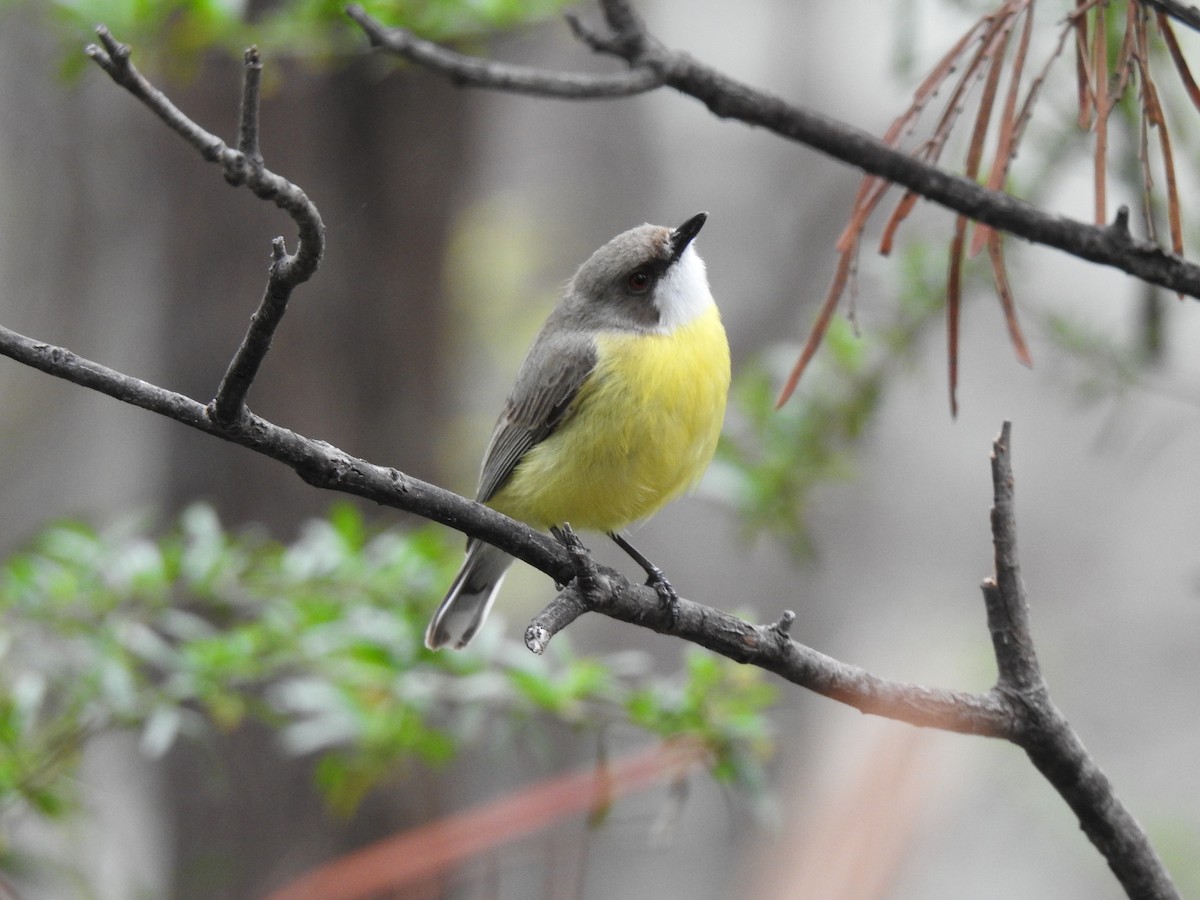 White-throated Gerygone - ML643309876