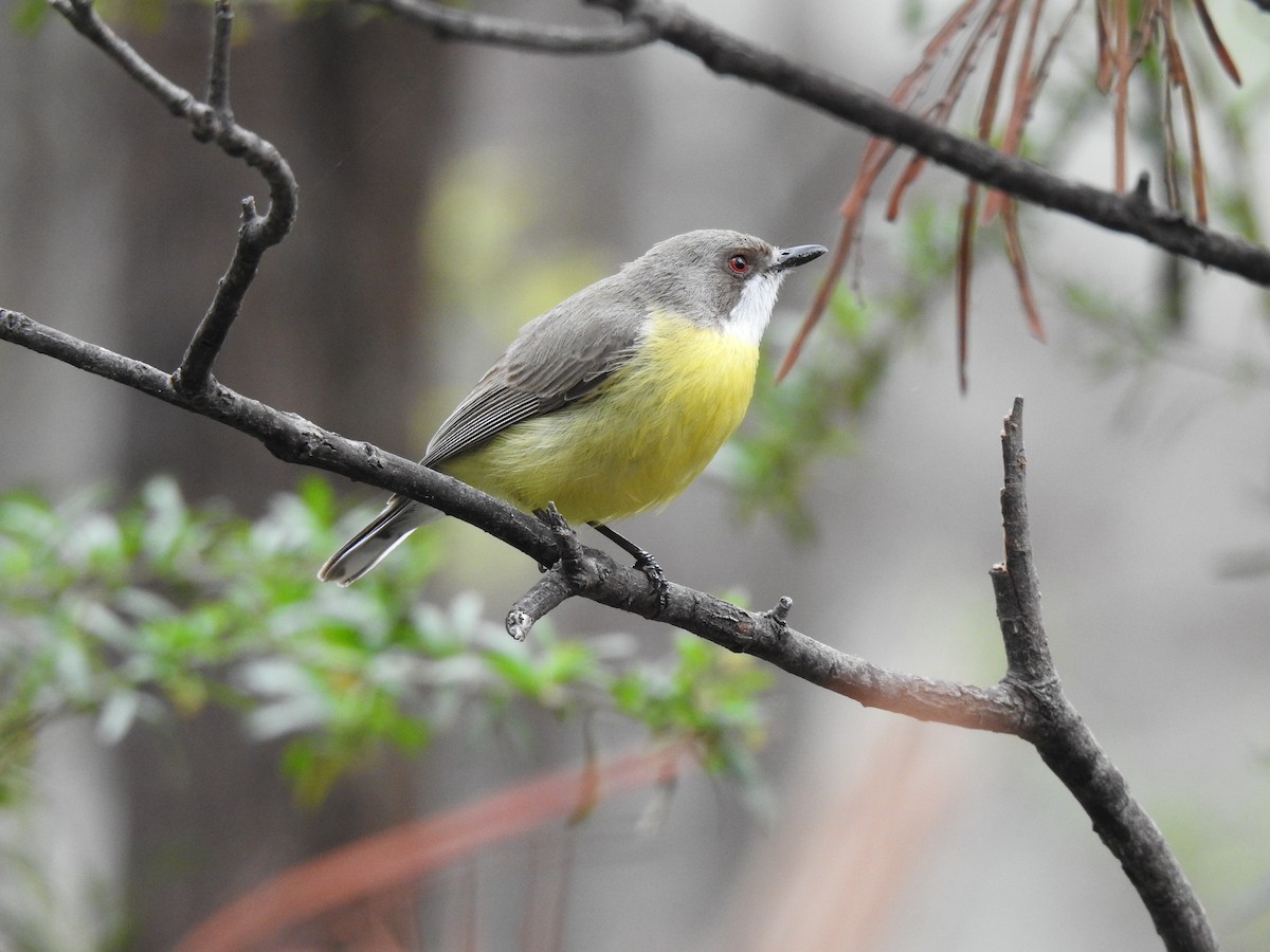 White-throated Gerygone - ML643309878