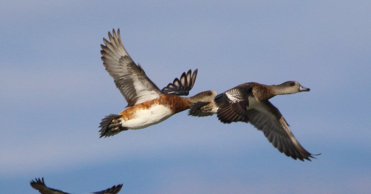 American Wigeon - ML643309881